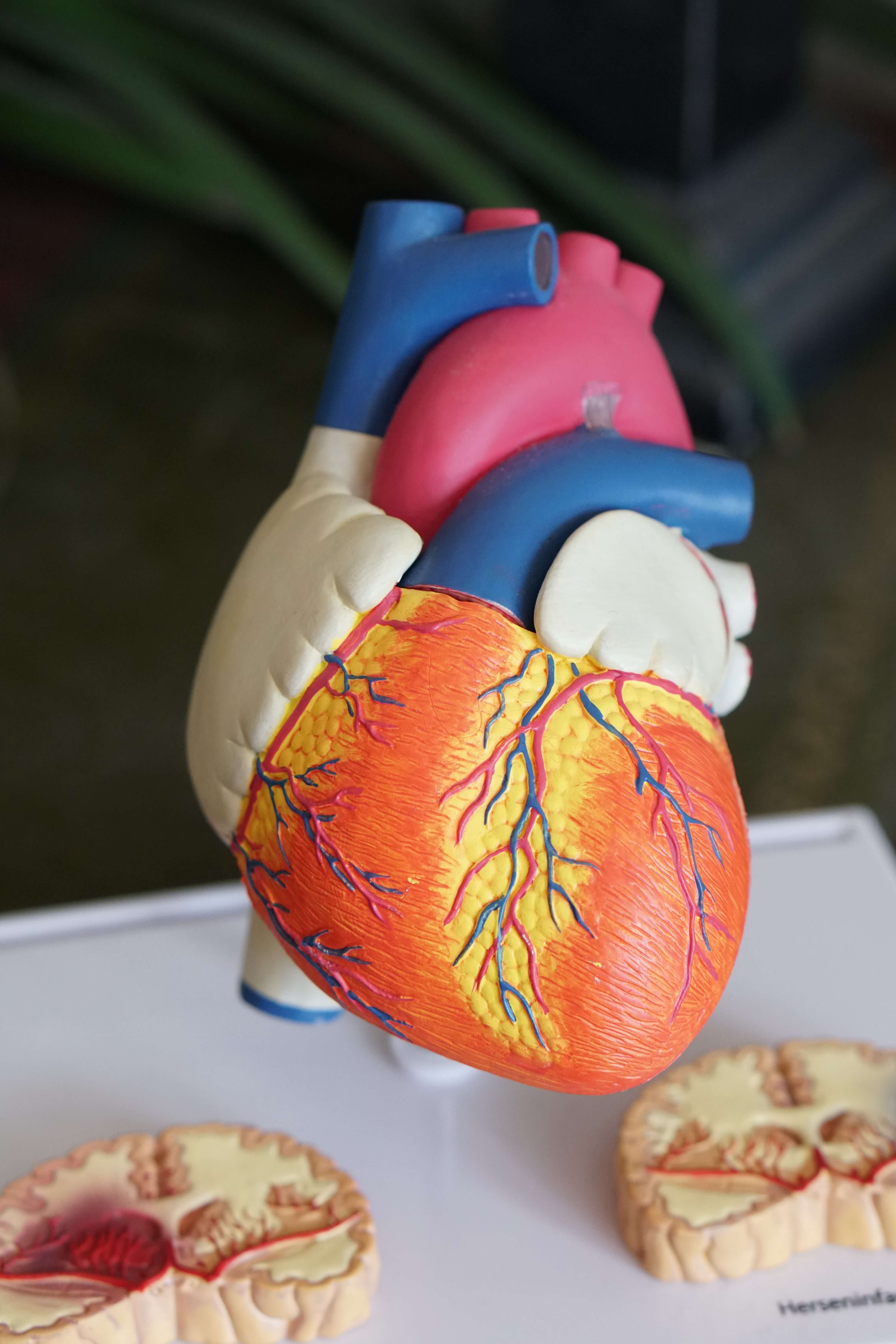 HEART HEALTH